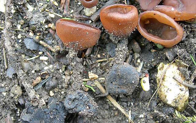 La Flora primaverile nell''areale basilese